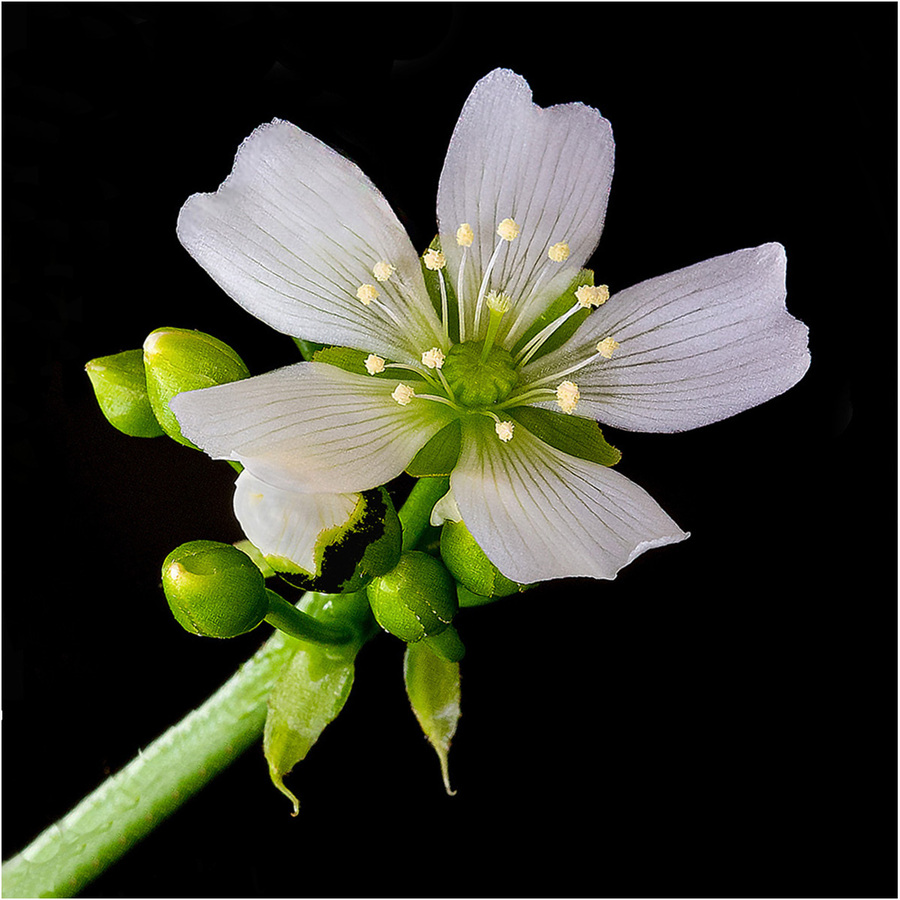 Flower of the Venus Fly Trap - Alan Knopp